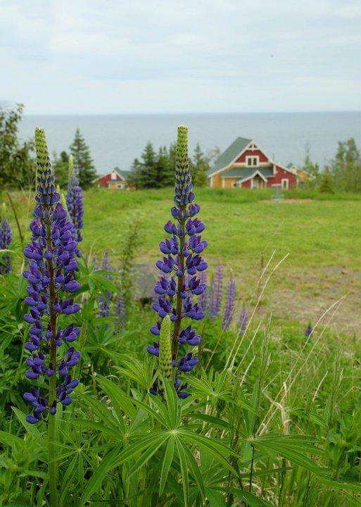 Cove Point Lodge Beaver Bay Eksteriør billede